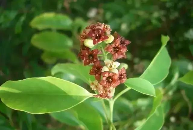 世界上有各种各样的树你听说过,世界上最美的树的排名