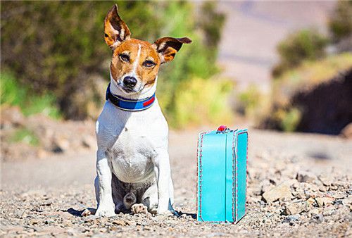 6岁小男孩被疯狗咬伤仅13天离世，专家建议：狂犬疫苗越早打越好