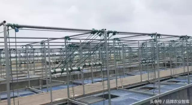 大闸蟹基础知识,大闸蟹科普知识