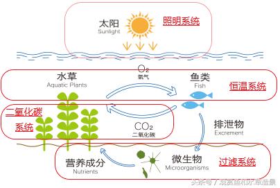 无二氧化碳无水草泥草缸造景,新手水草缸造景教程莫斯