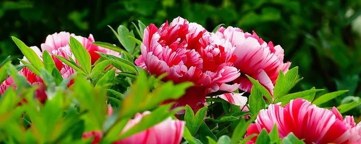 护肤领域有哪些科技成果,樊文花护肤都有什么项目