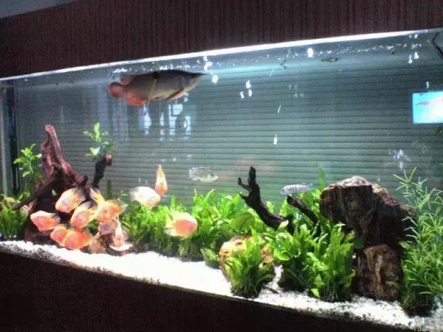 防止龙鱼掉眼的最佳方法,龙鱼胡须受到伤害