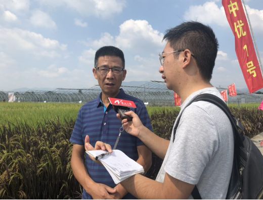 彩色米、年糕米、寿司米……291个品种亮相，稻米也可量身定制！