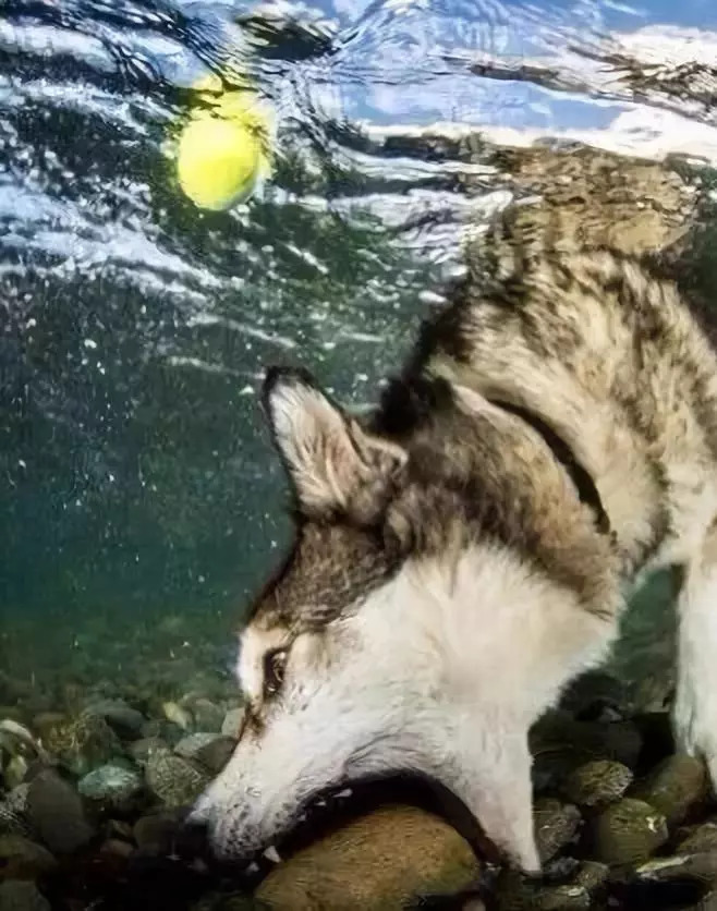 哈士奇好玩的特征,哈士奇神奇操作