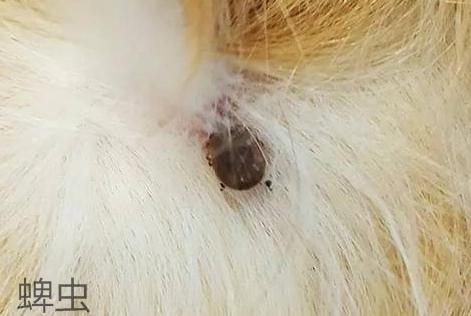 狗狗皮肤病反反复复要用什么药,狗狗各种皮肤病各擦什么药效果好