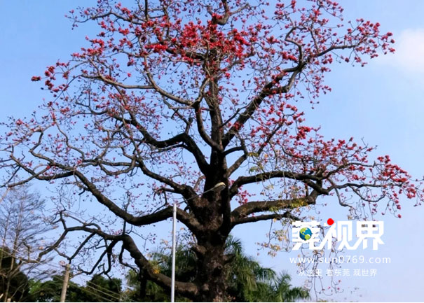 企石风景最美的地方,企石有什么好玩的景点