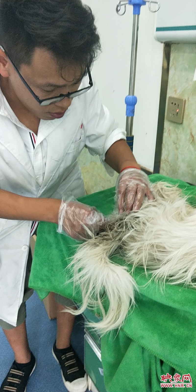 两只宠物犬投毒致死,狗狗遭人投毒吐白沫