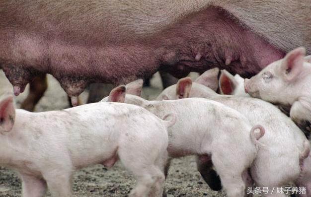 刚出生小猪陆续死亡怎么办,哺乳母猪吐血死亡是什么病