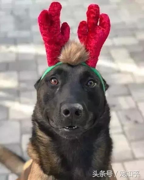 养马犬的十大优缺点,养马犬一般是拿来干嘛