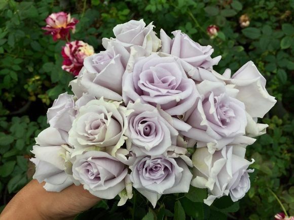 蓝紫色月季品种,39种紫藤品种