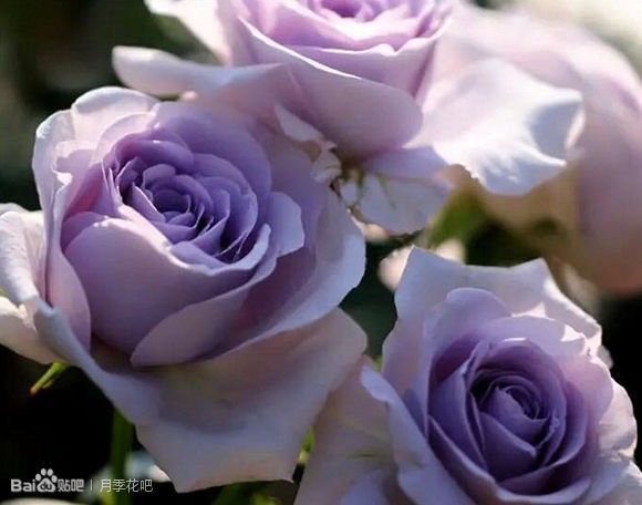 蓝紫色月季品种,39种紫藤品种