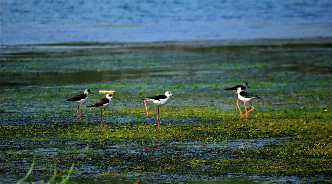 婀栧寳鍑嗗寤哄叏鍥芥渶澶х殑鍐涚敤鏈哄満,婀栧寳鏈哄満瑙勫垝2015-2030