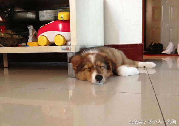 主人不在家应该怎么养狗狗,主人不在家怎样安置猫咪