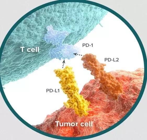 国际上最新研发治癌症的药,中国科学家的癌症免疫疗法