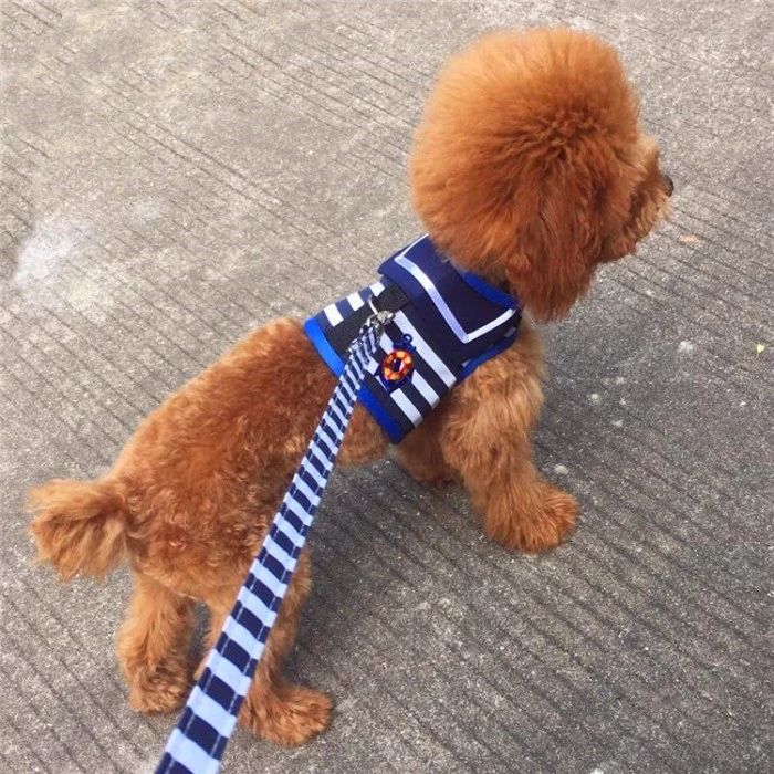 科学养狗让狗子听话,女孩子养狗遭嫌弃