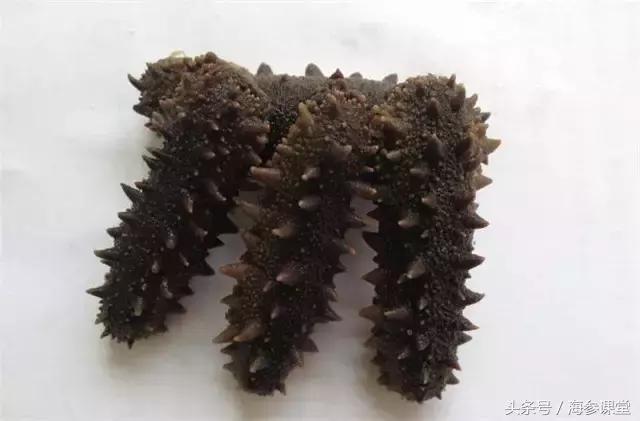 海参产地大揭秘哪里海参最好,大连海参品牌前十名旺岛海参