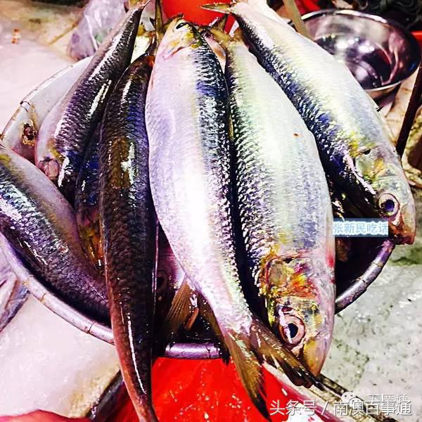 潮汕说的熟鱼和巴浪鱼有什么区别,巴浪鱼只有闽南粤东才有吗