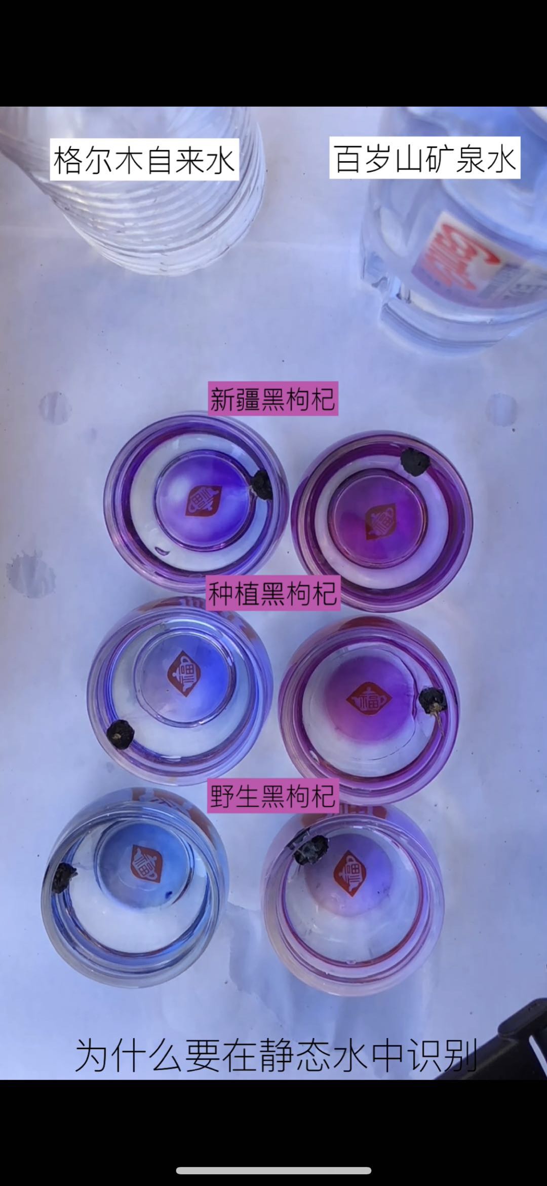 黑枸杞怎么识别有没有上色,怎样识别种植和野生黑枸杞