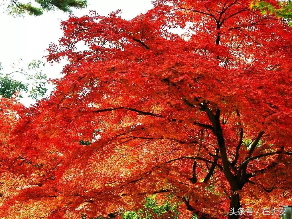 西安秦岭自驾一日游免费景点,西安出发一小时深藏秦岭山水秘境