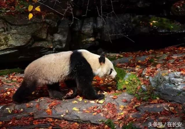 西安秦岭自驾一日游免费景点,西安出发一小时深藏秦岭山水秘境