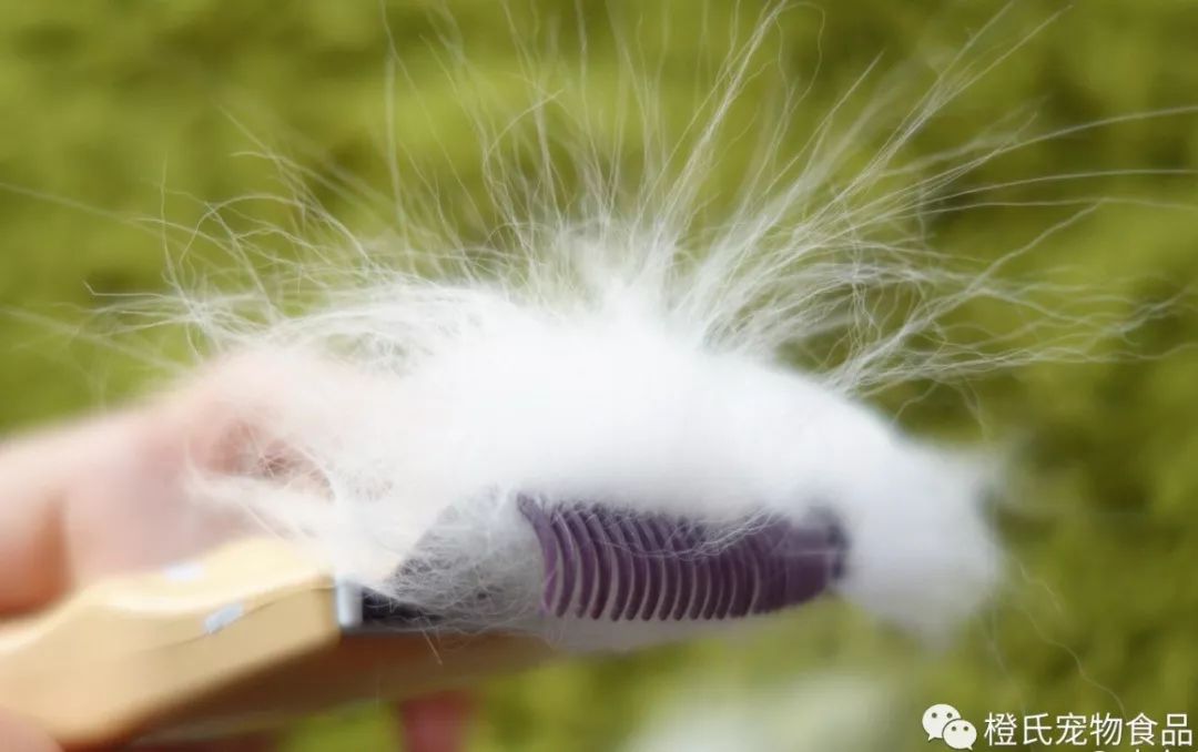 家里到处都是狗毛清理妙招,家里养猫狗毛怎么清理