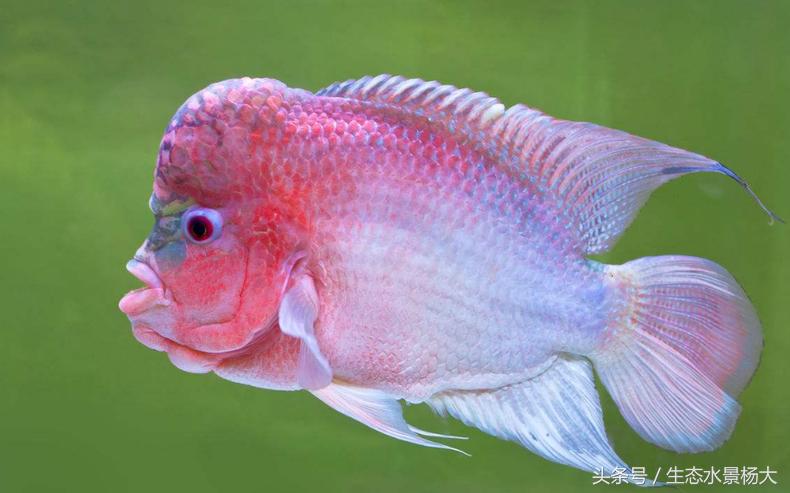 被观赏鱼划伤怎么办,被观赏鱼扎了