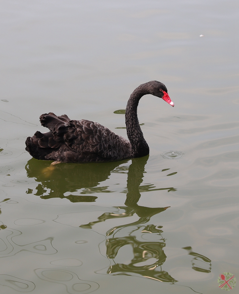 广州长隆4大乐园几天可以耍完,广州长隆野生动物世界国庆门票