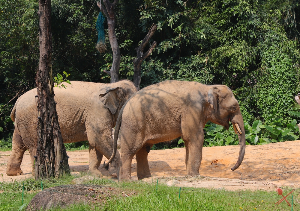 去广州长隆不住景区攻略,春节广州长隆不住园区怎么玩