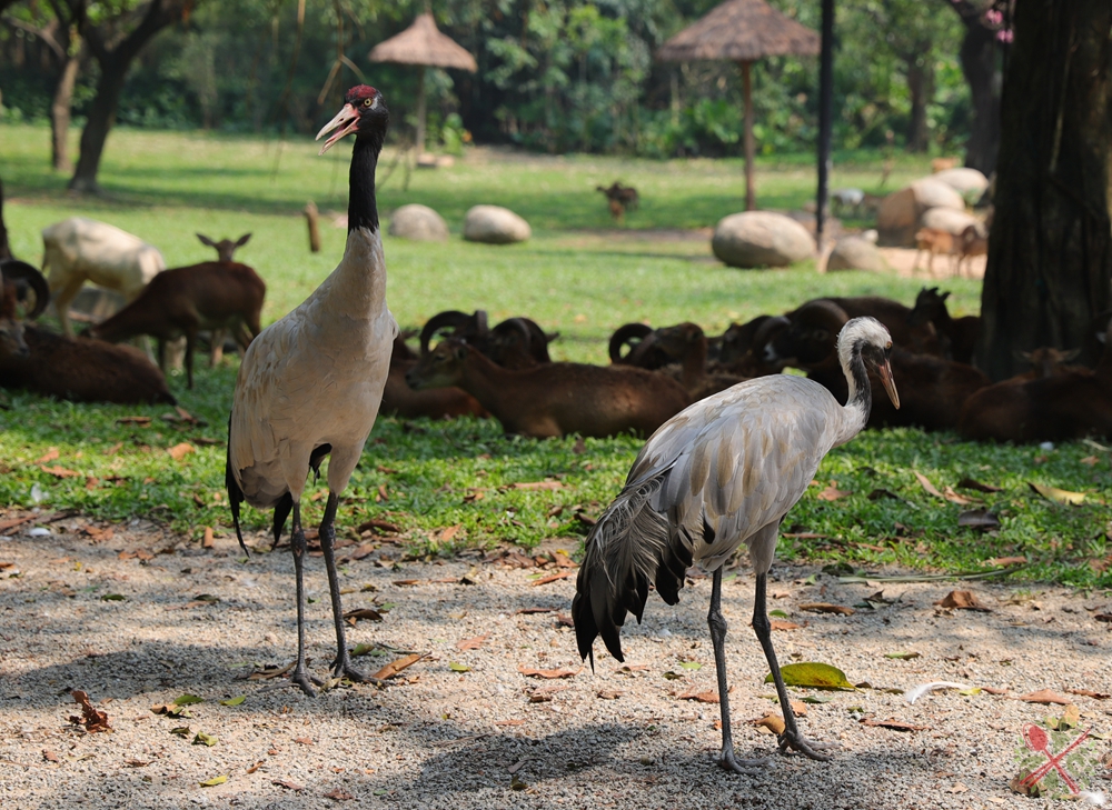 广州长隆乐园最全游玩攻略,广州长隆乐园旅游攻略三天两夜