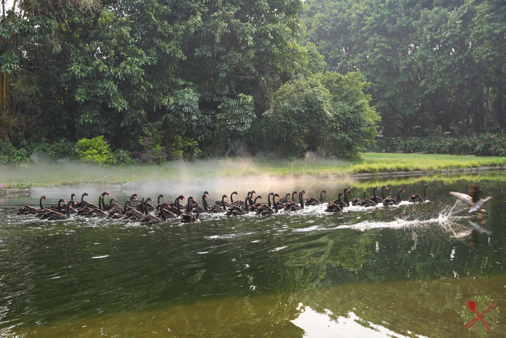 广州长隆4大乐园几天可以耍完,广州长隆野生动物世界国庆门票