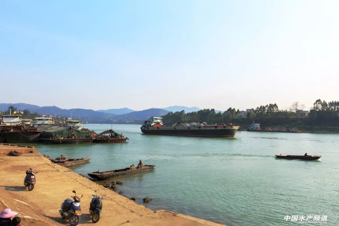 生鱼片哪里最出名,生鱼片排名前十名鱼