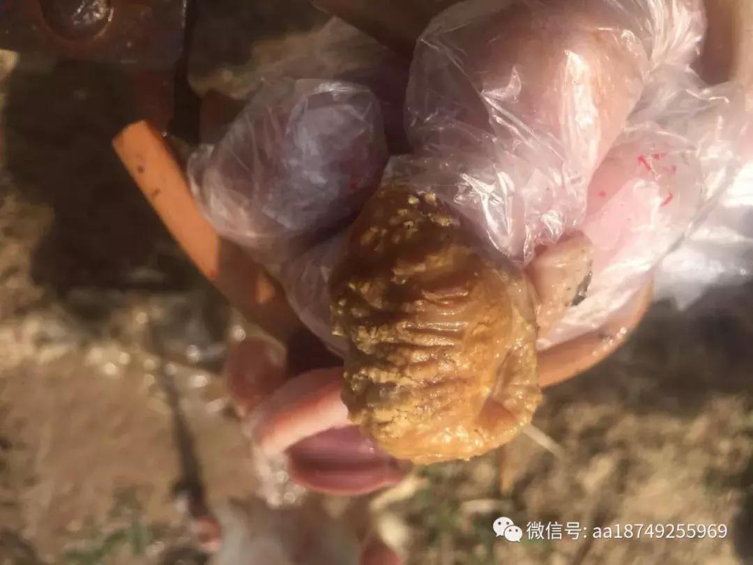 鸡不吃料,鸡不吃粮食是怎么回事