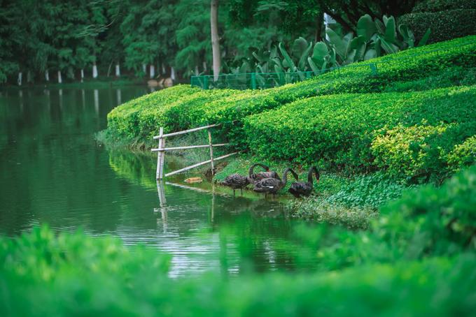 厦门大学打卡照怎么拍好看,厦门大学怎么拍照转场