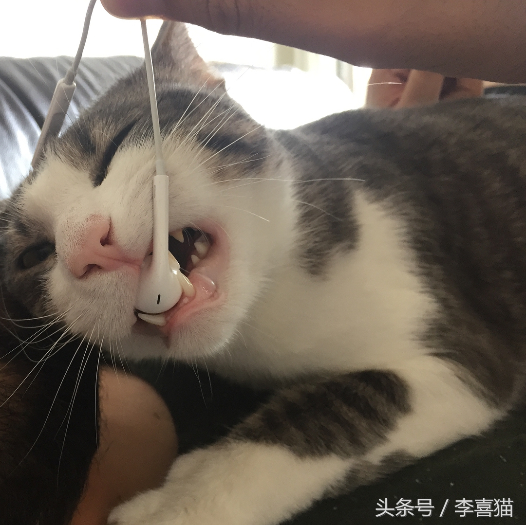 怎么不让猫咪啃数据线,让猫咪认为铲屎官很厉害的方法