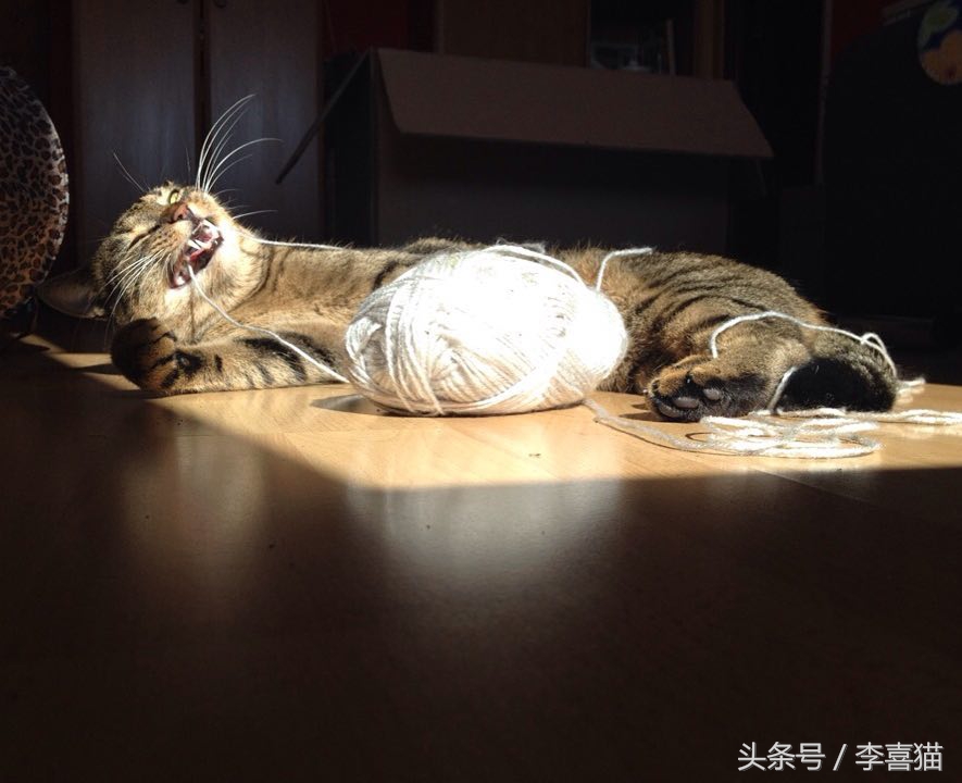 怎么不让猫咪啃数据线,让猫咪认为铲屎官很厉害的方法