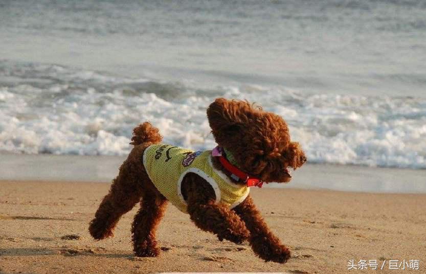 泰迪该怎么养才乖,养泰迪要知道的事