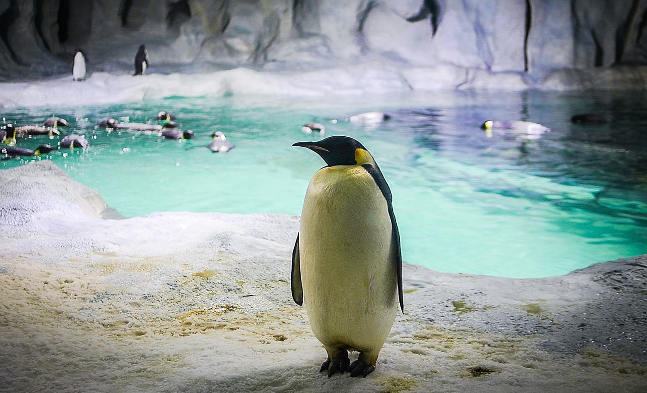 珠海长隆海洋王国企鹅馆北极熊馆,珠海长隆企鹅海洋王国攻略