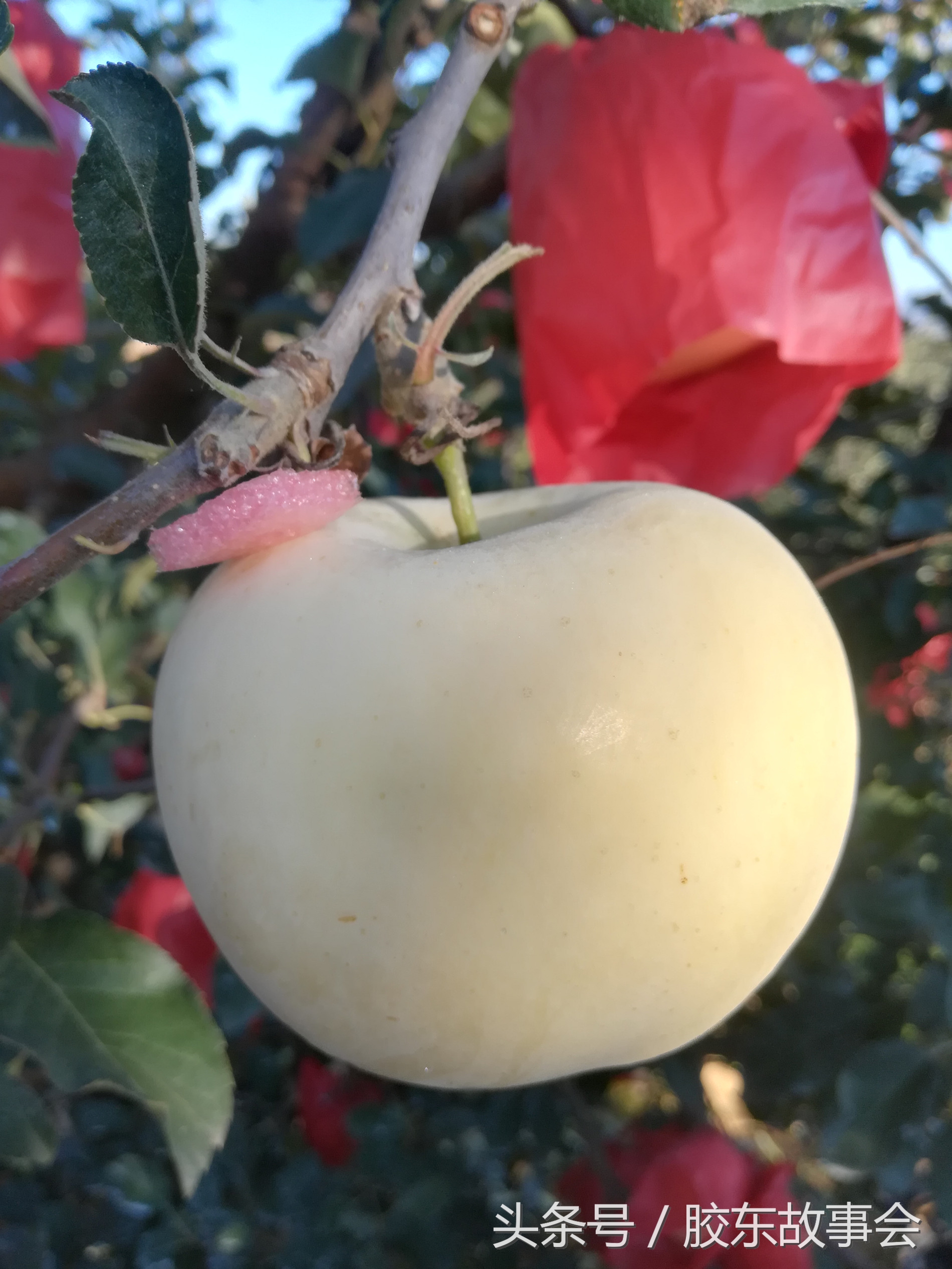 山东烟台海阳朱吴镇红富士苹果,山东海阳皇家牌红富士