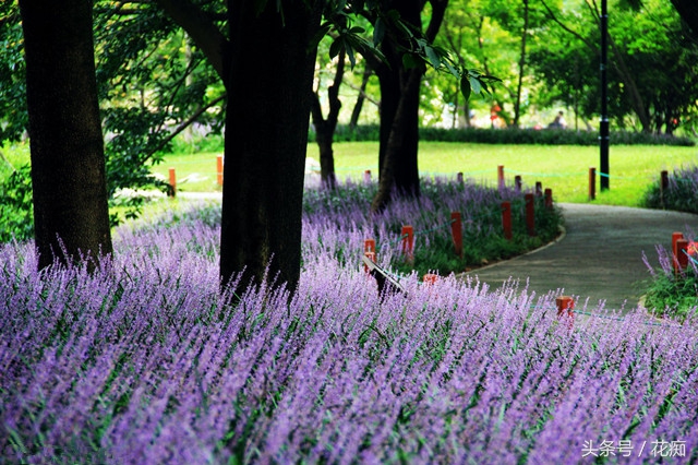 麦冬植物花卉,麦冬叶子像兰花