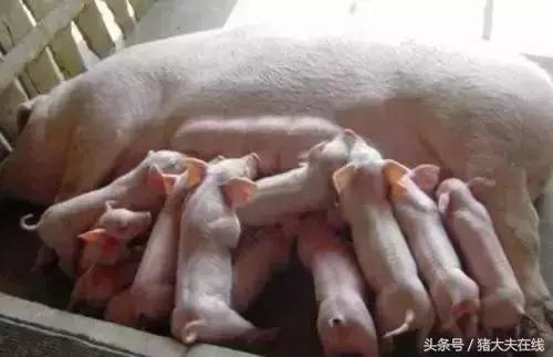 饲养母猪的十大技巧,饲养妊娠母猪注意事项有哪些