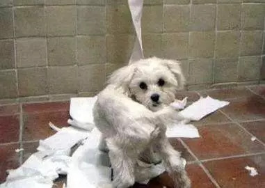 狗狗磨牙咬什么舒服,给狗狗磨牙用什么东西好