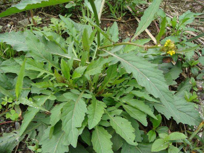中药材芝麻菜,芝麻菜的好处