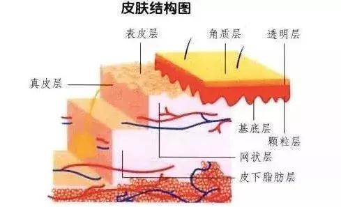 下巴填充和假体植入哪个好,下巴填充膨体跟硅胶哪个更好
