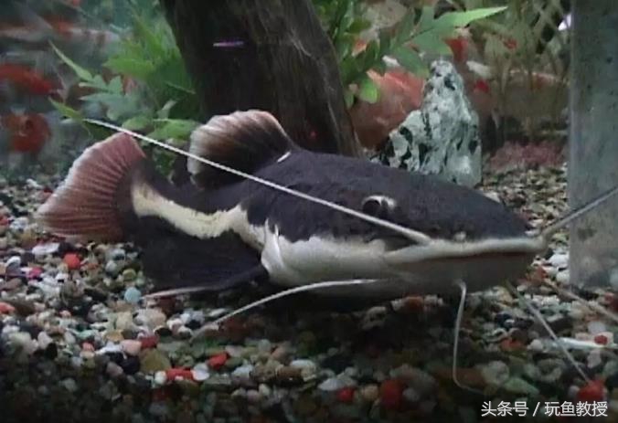 三种鱼能混养的原因有哪些,为什么不能与四种鱼混养