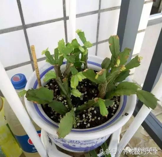 蟹爪兰长得好好的就断了怎么回事,蟹爪兰花蔫了怎么补救