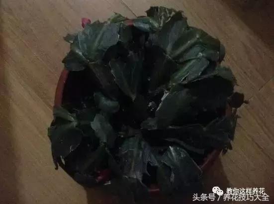 蟹爪兰长得好好的就断了怎么回事,蟹爪兰花蔫了怎么补救