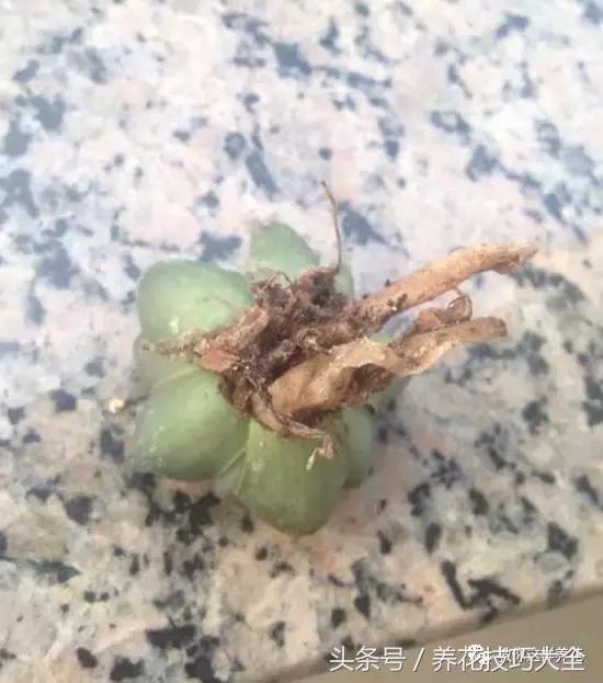 蟹爪兰长得好好的就断了怎么回事,蟹爪兰花蔫了怎么补救