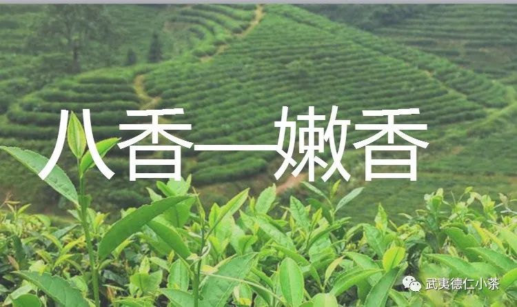 好的红茶有什么香气,红茶各种香型代表茶叶