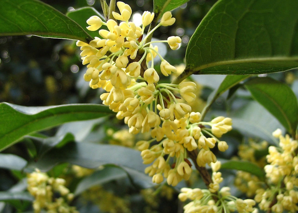 桂花养护与管理方法以及修剪视频,桂花怎么养护和施肥施什么肥料