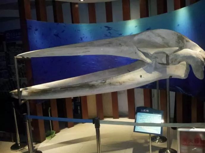 青岛哪个博物馆最值得一去,青岛博物馆最值得去的地方